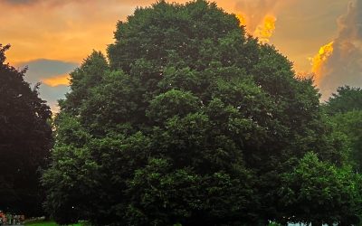 Exciting News for Summer 2027